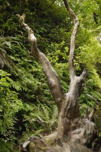 What story does this gnarled tree in Fern Canyon at Prairie Creek Redwoods State Park have hidden within?