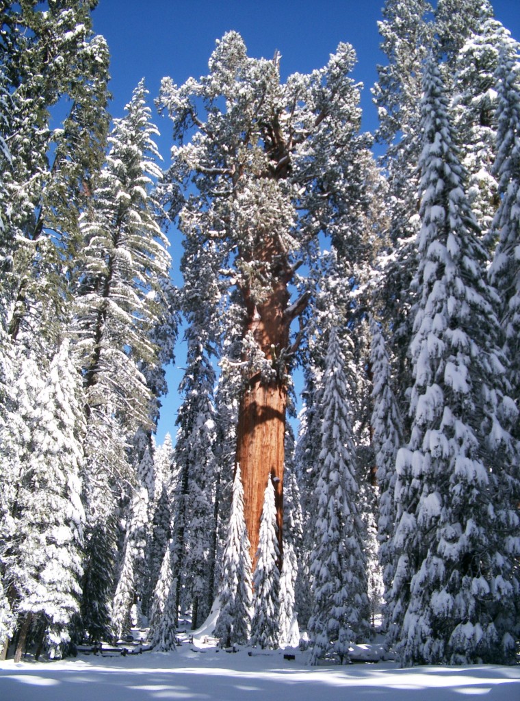 Giant Sequoia National Monument 