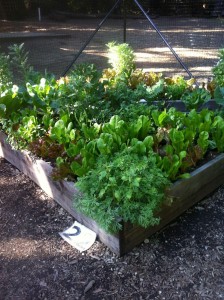 Sustainable garden at YMCA Camp Campbell
