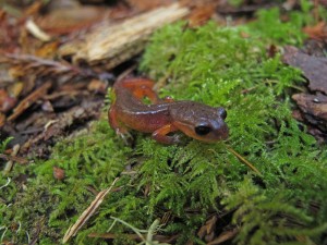 Small salamanders are having a big impact. Photo by Anthony Ambrose