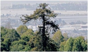 East Bay Redwood