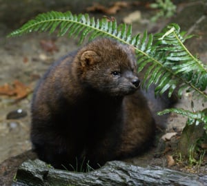 The Pacific fisher has been dying from the rodenticides used in marijuana cultivation. Photo by Bethany Weeks, Flickr Creative Commons
