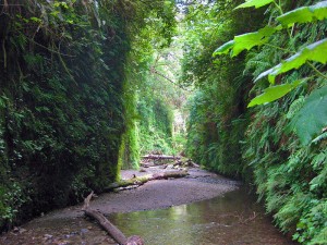 Kids and adults alike will love exploring lush Fern Canyon in Prairie Creek Redwoods State Park. Photo by oskay, Flickr Creative Commons.