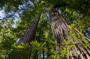 The Van Kempen property is home to lush old-growth forest. Photo by Paolo Vescia.