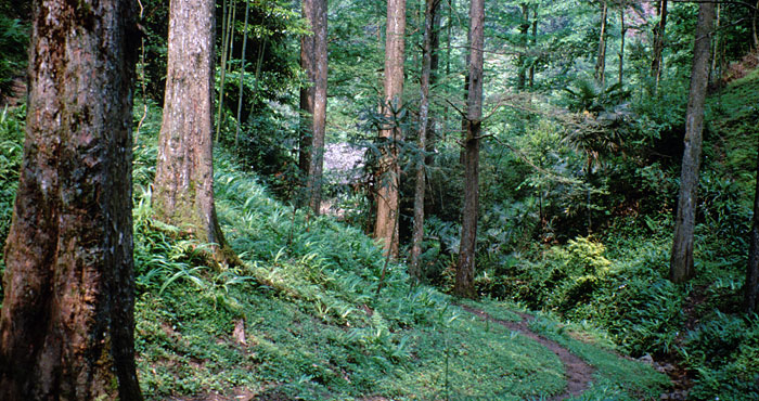 Dawn redwoods, once thought to be extinct, are native to China. Photo by Zhang Anghe