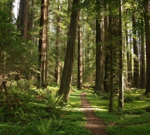 Do these trees look familiar, Star Wars fans? This is the Avenue of the Giants, aka Endor. Photo by Keith Morgan.