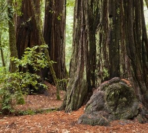 Big Basin Redwoods State Park. Photo by Peter Buranzon