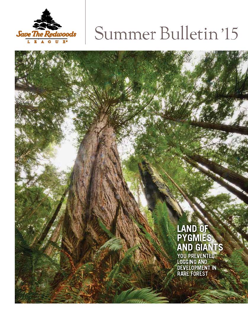 Summer-Bulletin 2015 cover