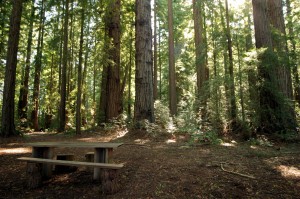 Find a welcoming picnic spot, like this one at the Grove of the Old Trees, for a fiesta with friends or family.