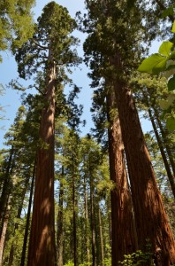 Giant sequoia forest photo by Tom Hilton, Flickr Creative Commons