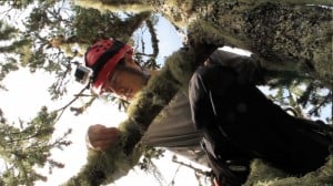 Cameron William examines the many lichen covering a branch in the 70m Douglas fir. Photo by Rikke Reese Næsborg.
