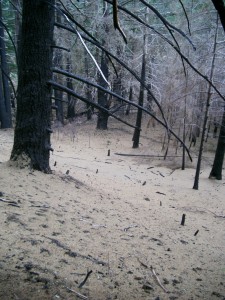  The 2003 Canoe Fire started in Humboldt Redwoods State Park. It became the largest recorded fire in old-growth coast redwood forest since the beginning of the fire suppression era.