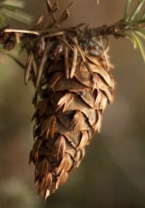 A Douglas fir cone with its “mouse tails.”