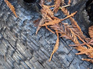 Brightly colored redwood foliage against a recent burned log.