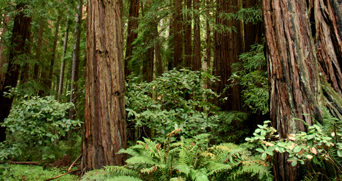 Individual trees available for dedication in Butano State Park.