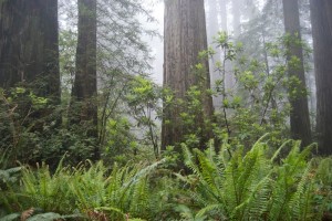 Fog flowing into Del Norte Redwoods State Park.