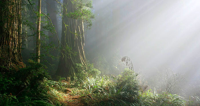 Photo by Dave Baselt, redwoodhikes.com Photo by Dave Baselt, redwoodhikes.com