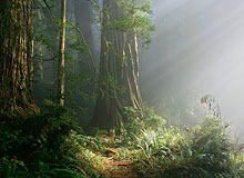 Dedicate a Tree or Grove. Photo by Dave Baselt