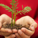 Plant a Seedling or Make an Honor or Memorial Gift. Photo by Julie Martin