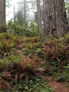 Dry sword fern, June 2014.