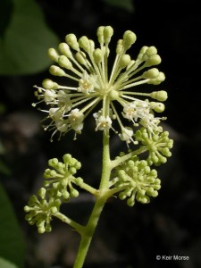 Elk Clover. Photo by Keir Morse