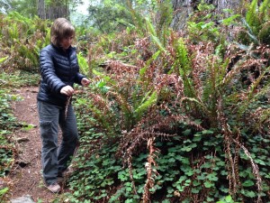 Emily Burns encourages this crunchy sword fern to hang in there a little longer.