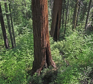 Understory vegetation in giant sequoia forests is often lush, especially near streams, such as in this view of Calaveras Big Trees State Park. Photo by Stephen Sillett, Institute for Redwood Ecology, Humboldt State University