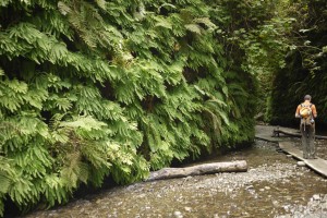 Fern Canyon is all its ferny glory.