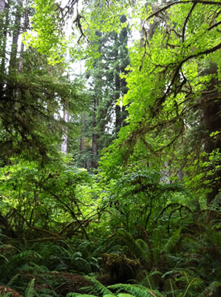 Jedediah Smith Redwoods