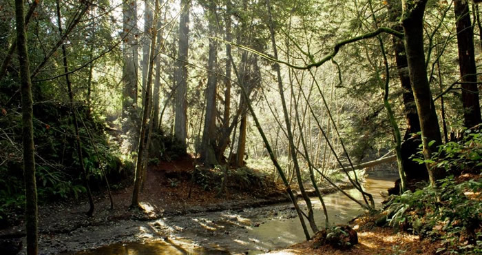 Forest of Nisene Marks by Davidlohr Bueso, Flickr Creative Commons