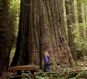 Founders Grove, Humboldt Redwoods State Park. Photo by Julie Martin