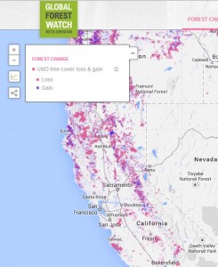 With Global Forest Watch, you can check out the state of forests all over the world -- including the redwoods!