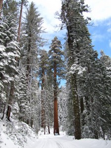 Giant sequoias in Mariposa Grove. Photo by garden beth, Flickr Creative Commons