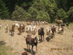 A hungry herd of goats is taking care of a thorny restoration problem at the League’s Cape Vizcaino property.