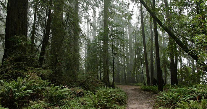 Grove of the Old Trees. Photo by Save the Redwoods League