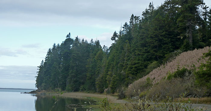 Photo by Save the Redwoods League