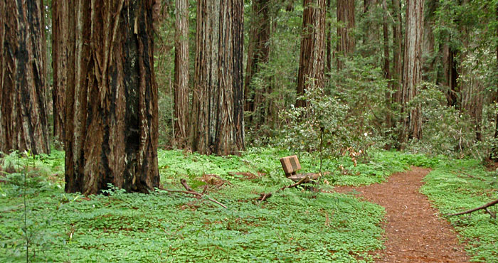 Photo by Save the Redwoods League