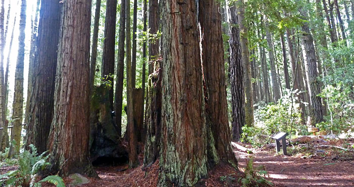 Photo by Save the Redwoods League