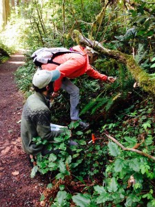 (HSU) interns, Shawna and Jake, conducting weekly plant monitoring.