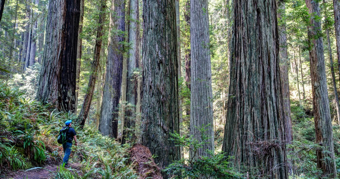 Headwaters Forest Reserve, Photo by Bureau of Land Management, Flickr Creative Commons