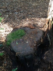 New bark has complete covered this redwood stump at the Grove of Old Trees.