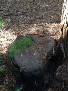 New bark has complete covered this redwood stump at the Grove of Old Trees.