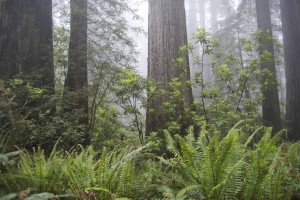 Del Norte Redwoods in May 2008 had the lush carpet of green sword fern I expected to see this year, but no luck.