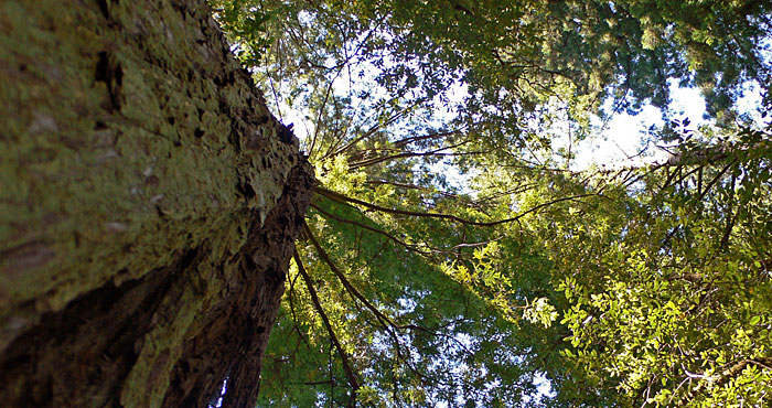 Clark Tree in Humboldt Redwoods State Park.