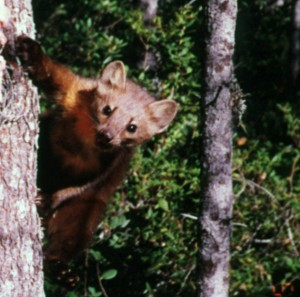 The Humboldt marten is one species that’s threatened by old-growth forest loss. Photo courtesy US Forest Service. 