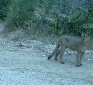 A trail camera captured this beautiful mountain lion as it roamed the CEMEX property.