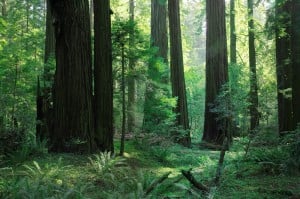 Grizzly Creek Redwoods State Park is stunning and secluded. Photo by David Baselt.