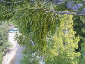 Along the South Fork of the Eel River in Mendocino, short leaves in the upper crown are built to withstand drought at the redwood treetop.