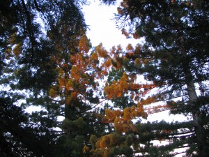 Early sunrise sunbeams turn the redwood treetops orange.