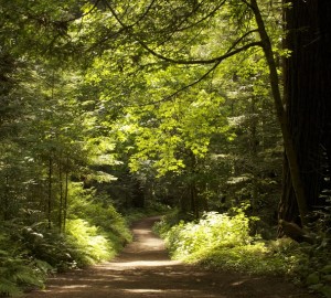 Enjoy summer's sun-dappled trails, like this one in Purisima Redwoods OSP. Photo by Julie Martin